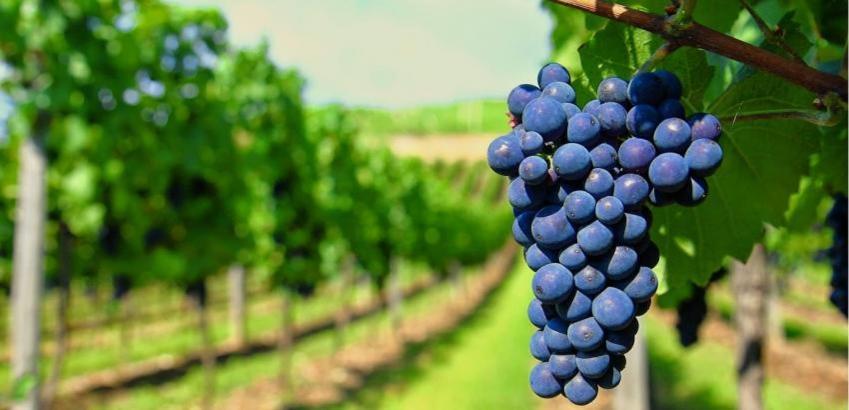 Casa Rural Ardetxal A 16Km De Logrono Y Laguardia Vinaspre Zewnętrze zdjęcie
