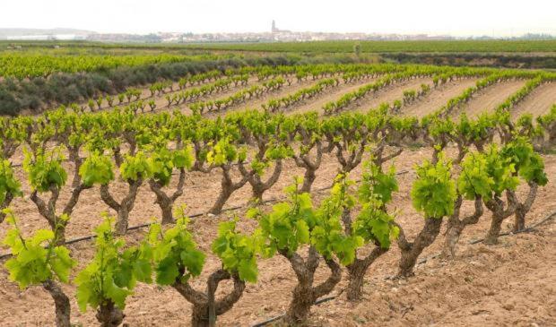 Casa Rural Ardetxal A 16Km De Logrono Y Laguardia Vinaspre Zewnętrze zdjęcie